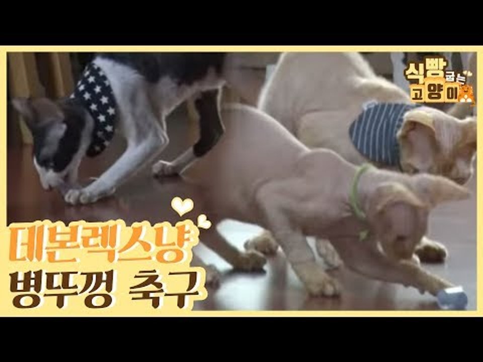 다섯 냥이 데본렉스의 병뚜껑 축구 [식빵굽는 고양이] 14회