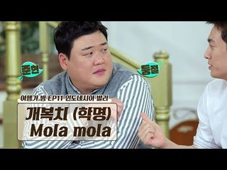 발리 다이버들이 꼭 한번 만나고 싶어 하는 개복치?