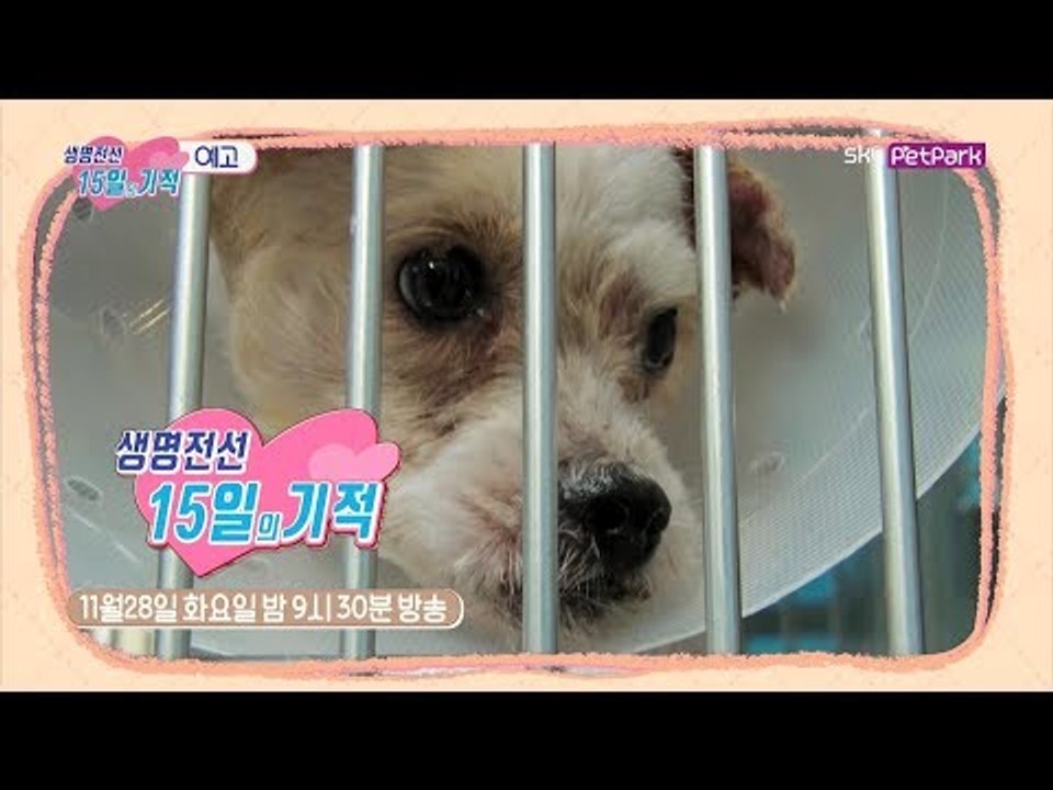 [6회 예고] 산에서 발견된 유기견 & '함안이' 검사 결과