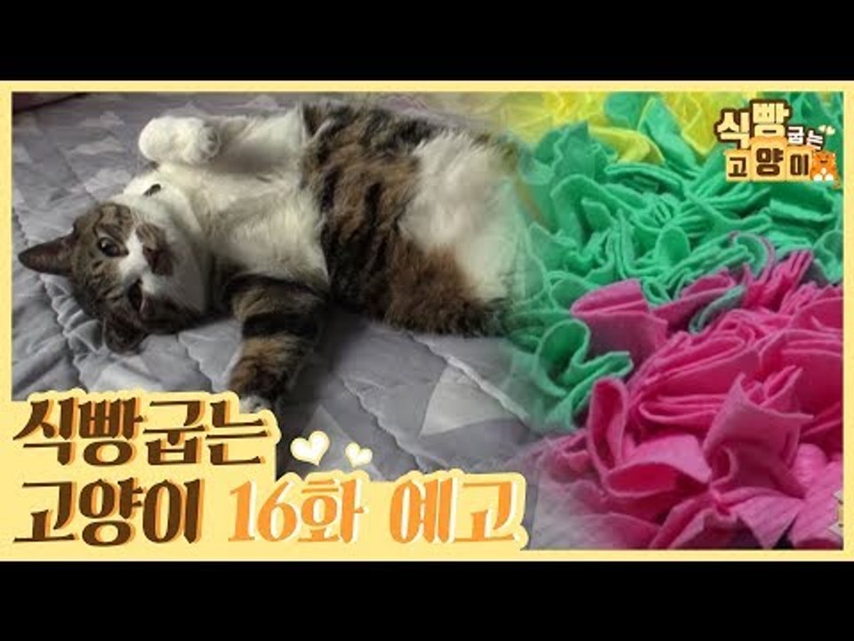 [16회 예고] 식빵굽는 고양이, 뱃살왕자 티버 & 먹보 주군이 식습관 개선