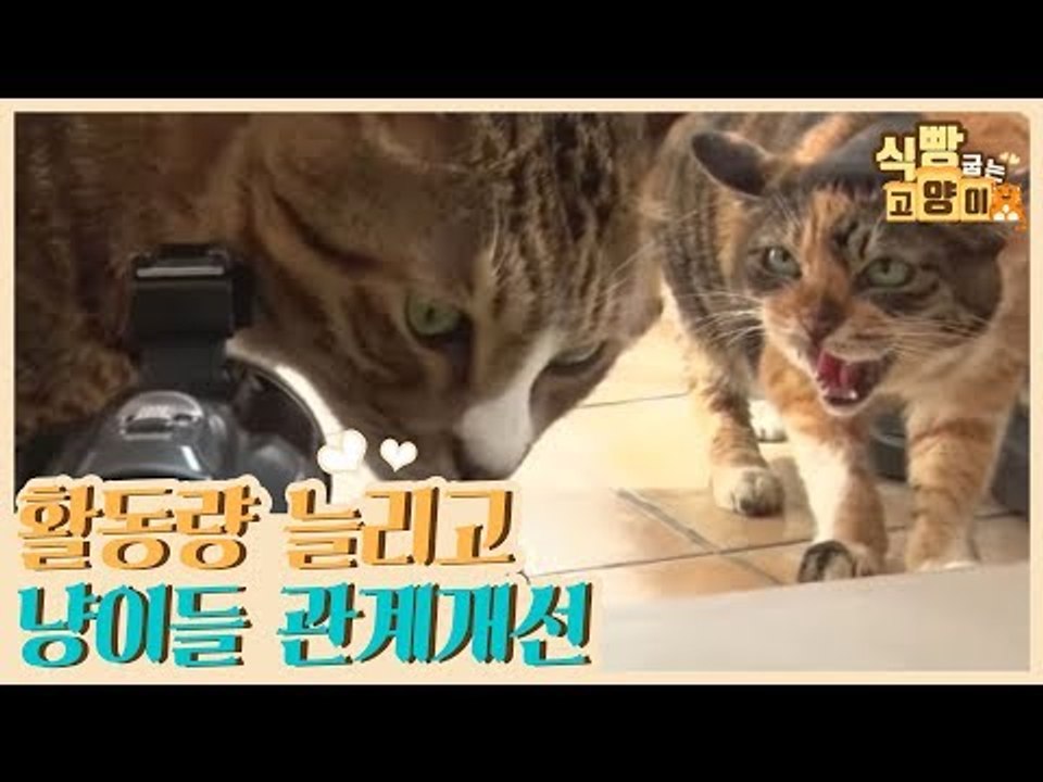 활동량을 늘리기 위해 필요한 냥이들의 관계 개선 [식빵굽는 고양이] 15회