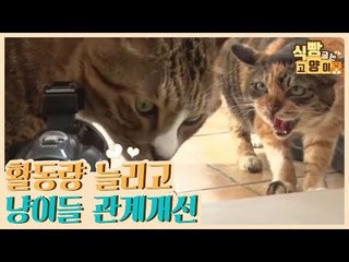 활동량을 늘리기 위해 필요한 냥이들의 관계 개선 [식빵굽는 고양이] 15회