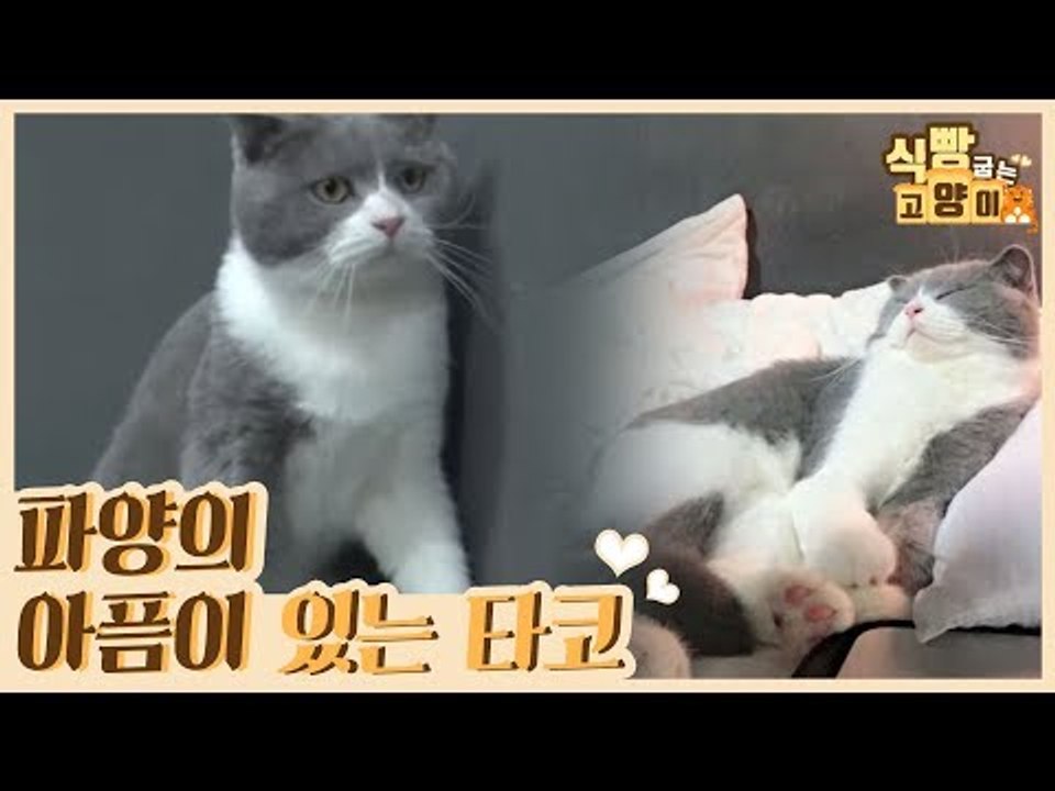 유란 씨와 파양의 아픔이 있는 타코의 첫 만남 [식빵굽는 고양이] 24회