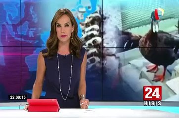 Surco: veinte patos fueron degollados en Parque de la Amistad