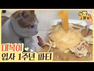 대복이 입사 1주년 파티 #비트와인_만들기 #꿀팁 [식빵굽는 고양이] 20회