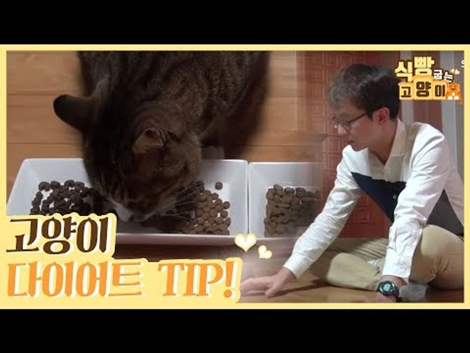 호석 씨에게 배우는 고양이 다이어트 TIP [식빵굽는 고양이] 16회