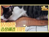 고양이 분리불안을 해결할 수 있는 효과적인 놀이 TIP [식빵굽는 고양이 시즌2] 25회