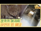 길고양이 사진작가 찰카키 아저씨 하연 씨의 밥 배달 [식빵굽는 고양이] 23회