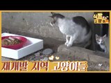 재개발 지역 고양이들에게 도사리는 위험 [식빵굽는 고양이] 19회