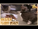 '카페의 마스코트 짧은 다리가 특징인 먼치킨 [식빵굽는 고양이 시즌2] 25회