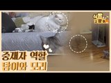 찌비vs비치의 중재자 역할을 해온 탐이&모리 [식빵굽는 고양이] 24회