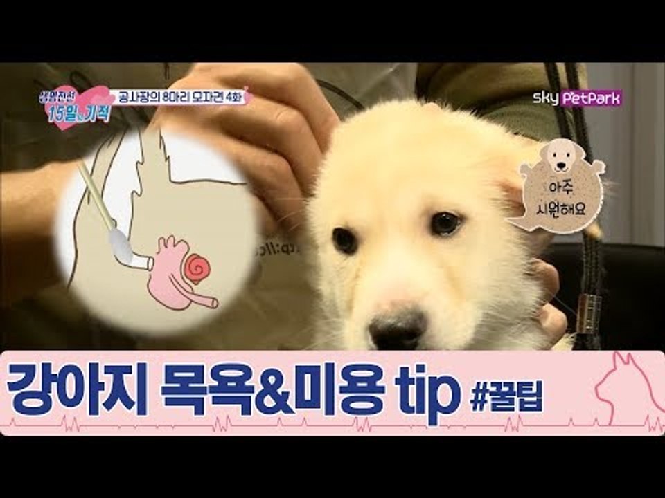 MC 최필립과 함께 강아지 목욕 & 미용 tip