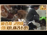 천사 씨의 파랑새 고양이 쉼터 (feat.아리 소장) [식빵굽는 고양이 시즌2] 28회
