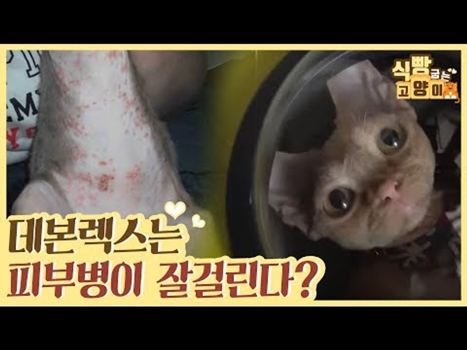 데본렉스는 피부병이 잘 생긴다? [식빵굽는 고양이] 13회