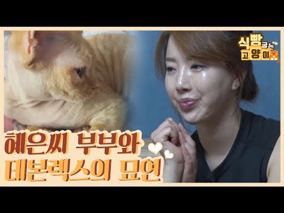 혜은 씨 부부와 데본렉스의 묘연 [식빵굽는 고양이] 13회