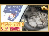엔진룸 고양이 사고 예방을 위한 노크 캠페인 [식빵굽는 고양이] 20회
