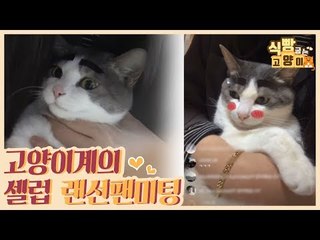 고양이 계의 셀럽 유벵&유랑&유톨의 랜선 팬미팅 [식빵굽는 고양이 시즌2] 29회