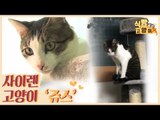 24시간 울음을 멈추지 않는 사이렌 고양이 쥬스 [식빵굽는 고양이 시즌2] 25회