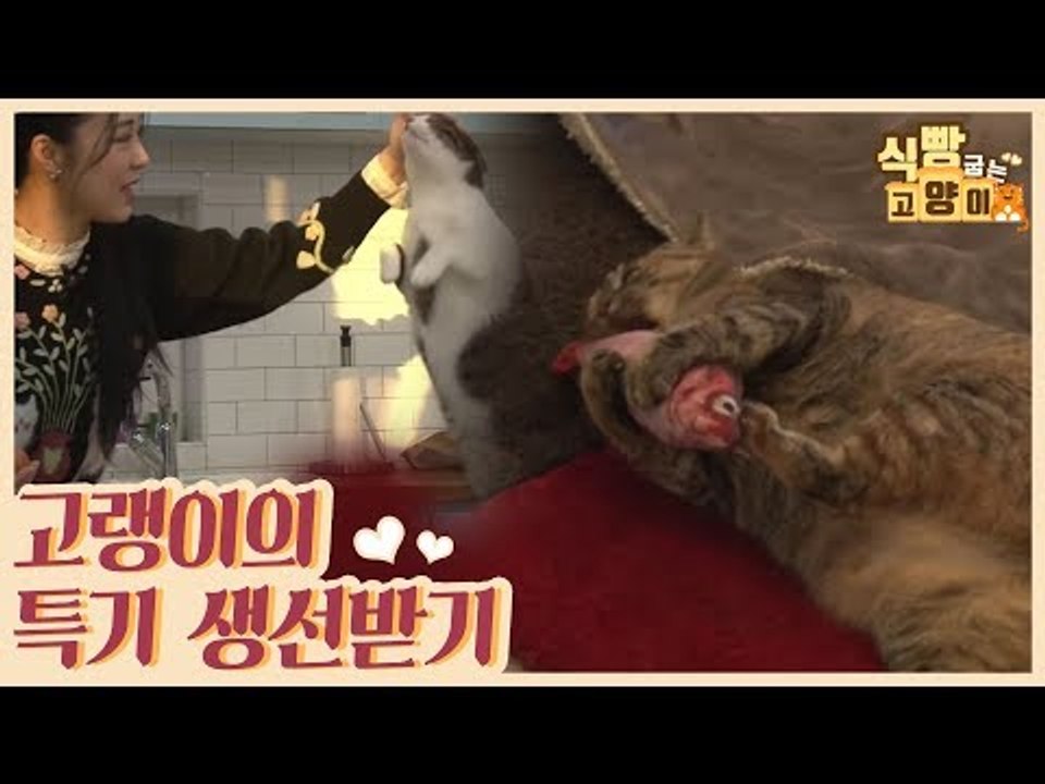 고랭이의 전매특허 생선 받기 쇼쇼쇼 [식빵굽는 고양이 시즌2] 30회