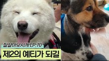 제2의 예티가 되길 바라며 기다리고 있는 유기견들
