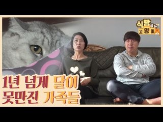 1년 넘게 반려묘 달이를 만지지 못했다는 가족 [식빵굽는 고양이 시즌2] 31회