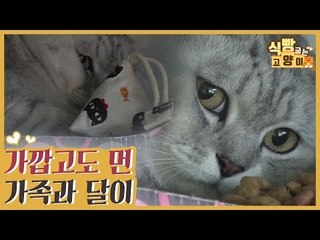 가족들과 반려묘 달이는 가깝고도 먼 사이? [식빵굽는 고양이 시즌2] 31회