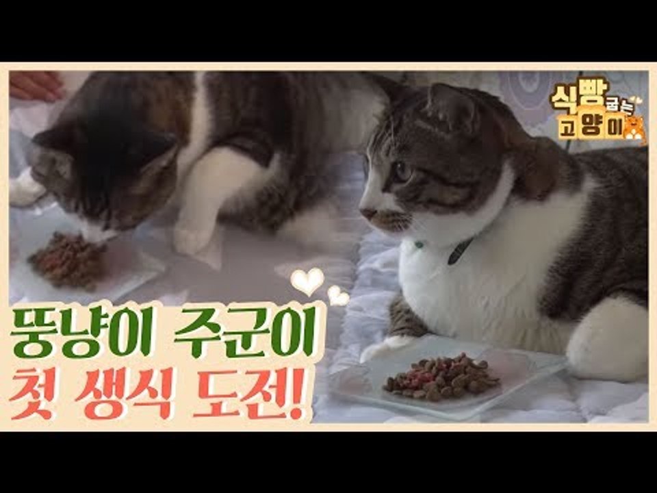 뚱냥이 주군이의 첫 다이어트 생식 도전 [식빵굽는 고양이] 16회