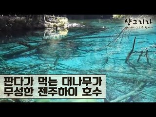 판다가 즐겨먹는 대나무 잎사귀가 무성한 호수, 젠주하이 [샹그리라 익스프레스] 2회