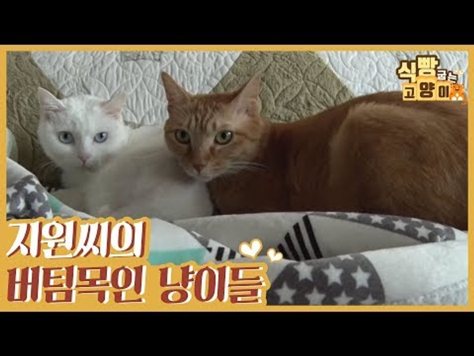 지원 씨의 버팀목, 사랑스러운 고양이들을 소개합니다♥ [식빵굽는 고양이] 23회