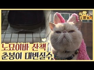 노령묘 할매냥, 이바의 산책과 춘봉이의 대변 실수 [식빵굽는 고양이 시즌2] 32회