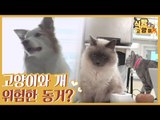 개 2마리와 고양이 4마리의 위험한 동거(?) [식빵굽는 고양이 시즌2] 29회