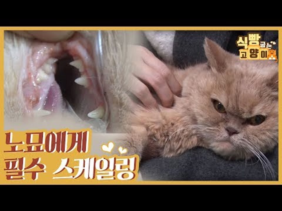 고양이 스케일링, 7세 이상 노묘에게 필수! [식빵굽는 고양이 시즌2] 32회