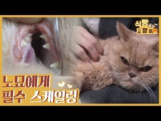 고양이 스케일링, 7세 이상 노묘에게 필수! [식빵굽는 고양이 시즌2] 32회