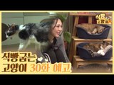 [30회 예고] 식빵굽는 고양이 시즌2, 시한부 고양이 찰리 & 가수 나오미의 집사 라이프