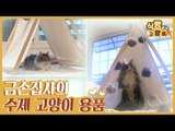 금손 집사 안나 씨의 수제 고양이 용품 [식빵굽는 고양이] 17회