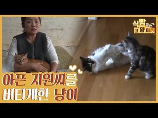 고양이 싸움 & 아픈 지원 씨를 버티게 한 반려묘 [식빵굽는 고양이] 23회