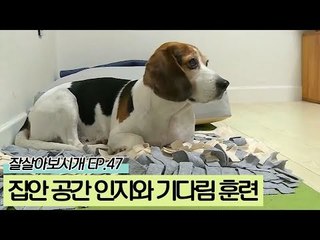 반려견, 집안 공간 인지 훈련&기다림 훈련