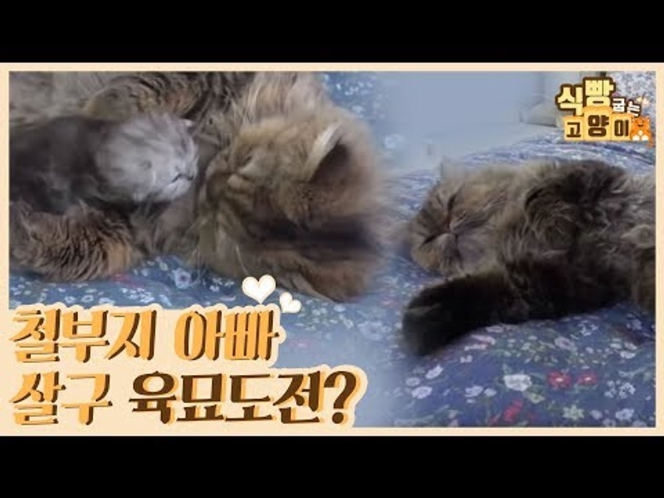 천하태평 철부지 아빠 살구, 드디어 육묘 도전? [식빵굽는 고양이 시즌2] 33회