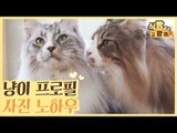 고양이 프로필 사진 찍는 노하우 #꿀팁 [식빵굽는 고양이] 18회