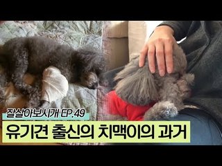 유기견 출신의 안쓰러웠던 '차맥'이의 과거
