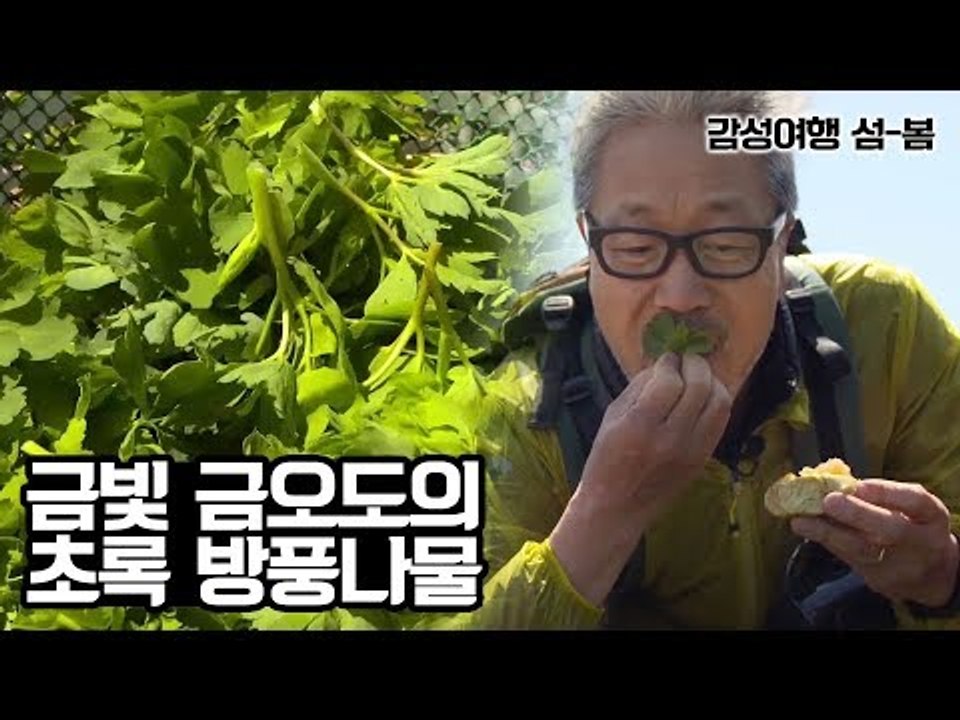금빛 자라 닮은 섬 금오도의 방풍나물 [감성여행 섬-봄] 2회