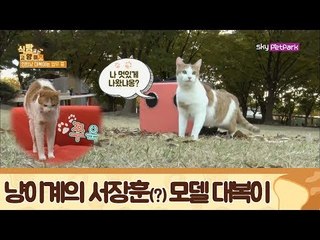 고양이계의 서장훈(?) 회사 제품 모델 대복이 [식빵굽는 고양이] 19회