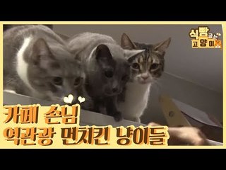 카페 손님 역관광(?) 중인 먼치킨 고양이들 [식빵굽는 고양이 시즌2] 25회
