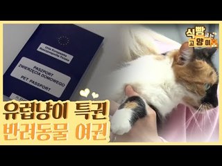 유럽에서 온 냥이들의 특권 반려동물 여권 [식빵굽는 고양이 시즌2] 26회