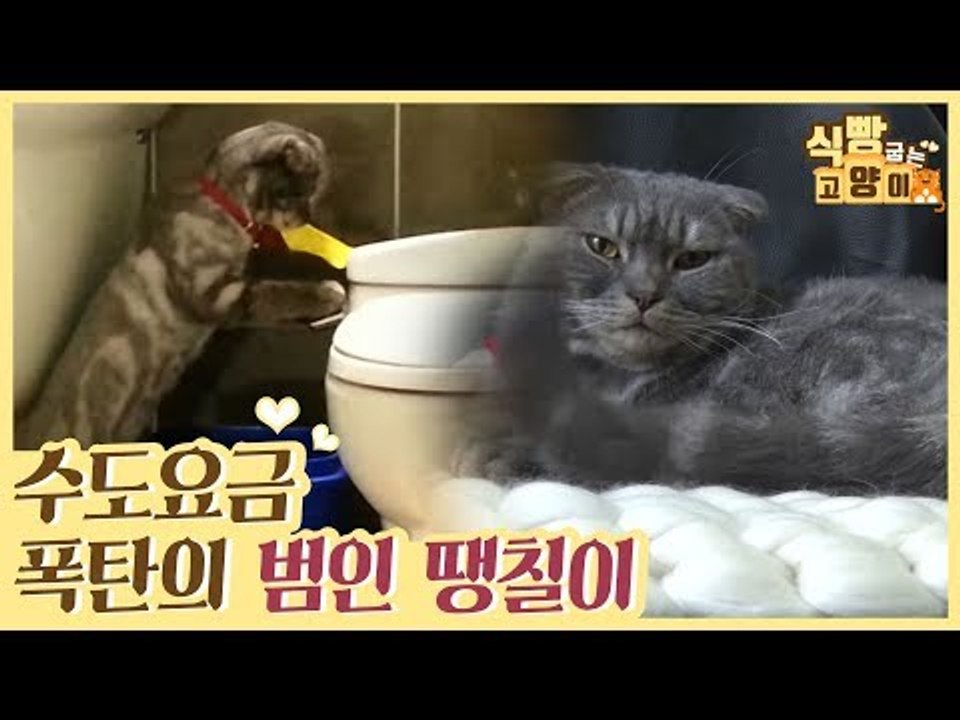 수도세 폭탄의 범인! 변기 물 내리는 떡칠이 [식빵굽는 고양이] 34회