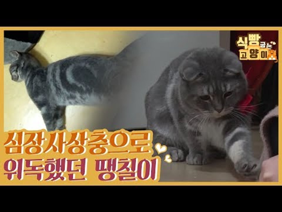 심장 사상충 감염으로 목숨까지 위태로웠던 떡칠이 [식빵굽는 고양이] 34회