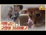 [26회 예고] 식빵굽는 고양이 시즌2, 폴란드댁 육묘 일기 & 영리한 고양이 아비시니안 제리