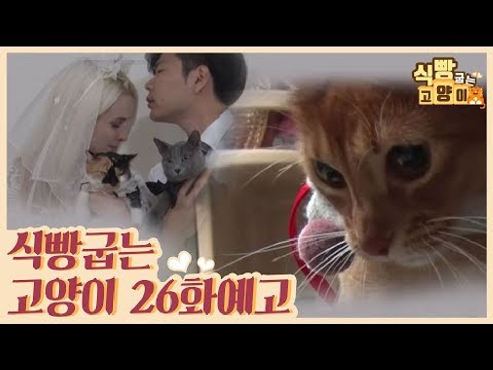 [26회 예고] 식빵굽는 고양이 시즌2, 폴란드댁 육묘 일기 & 영리한 고양이 아비시...