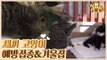 새끼 고양이 예방접종 & 고양이 겨울 집 #꿀팁 [식빵굽는 고양이] 20회