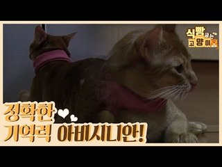 정확한 기억력! 능숙한 손놀림! 총명냥 아비시니안! [식빵굽는 고양이 시즌2] 26회